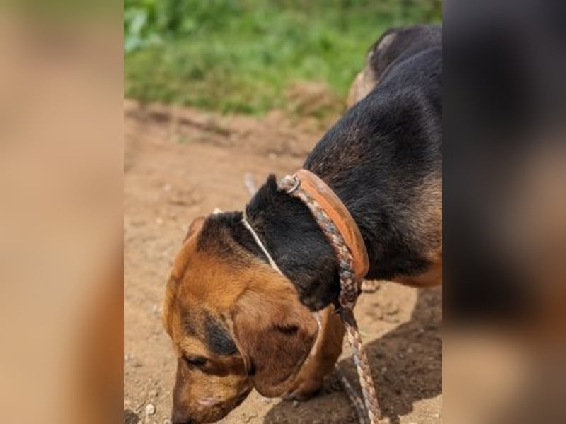 Kitsos - liebevoller Rüde sucht sein Glück