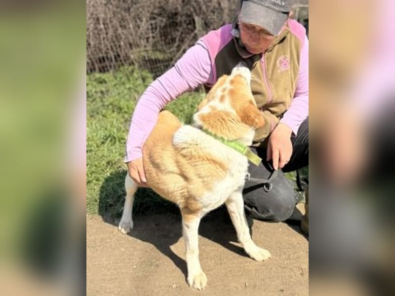 Freundlicher Frankie sucht seine Familie