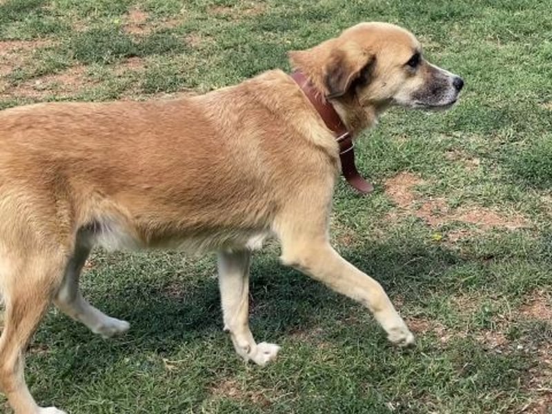 Sanfter Milo sucht ein liebevolles Zuhause für immer ❤️