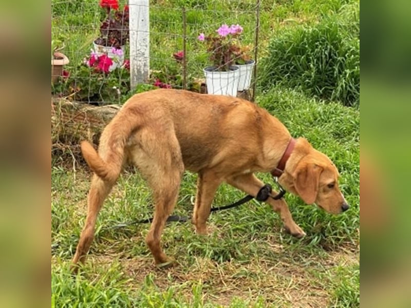 Herzensbrecher Loki sucht Familienanschluss