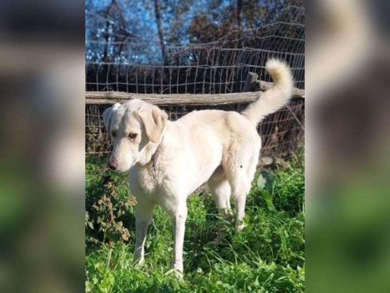 Freundlicher Manthos auf Familiensuche