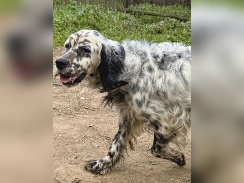 Elvira - treue Settermix Hündin sucht dich