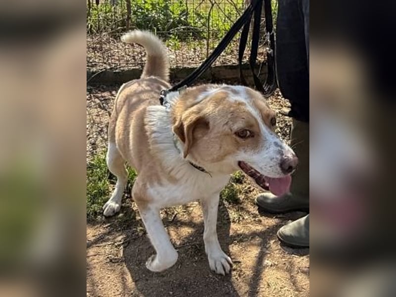 Freundlicher Frankie sucht seine Familie