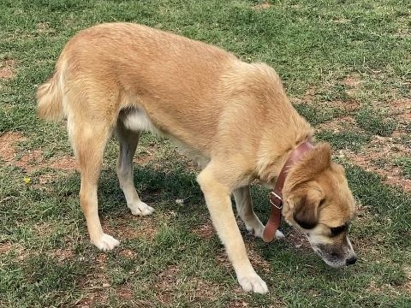 Sanfter Milo sucht ein liebevolles Zuhause für immer ❤️
