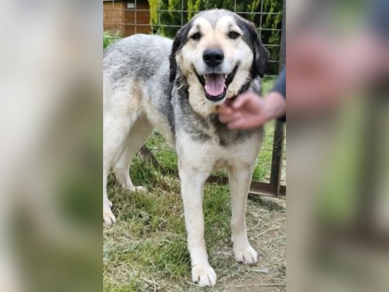 Herzenshund Martina sucht Ihre Menschen