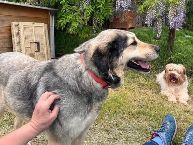 Herzenshund Martina sucht Ihre Menschen