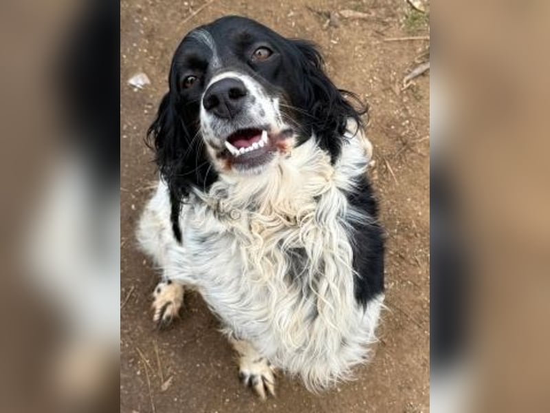 Serafina- schmusige Setter-Mix-Hündin liebt Mensch und Tier