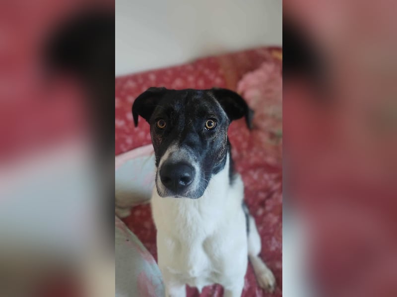 Große Begleiterin Kiwi