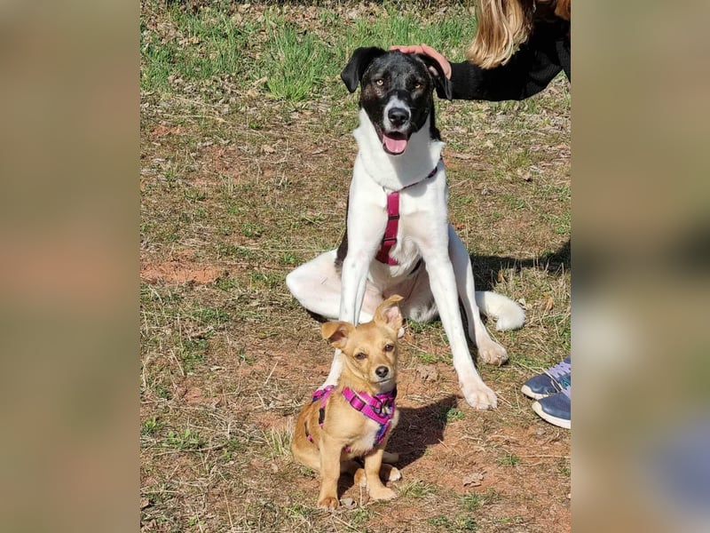 Große Begleiterin Kiwi