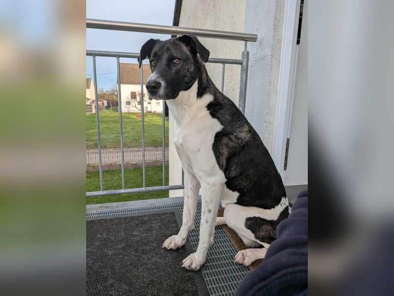 Große Begleiterin Kiwi