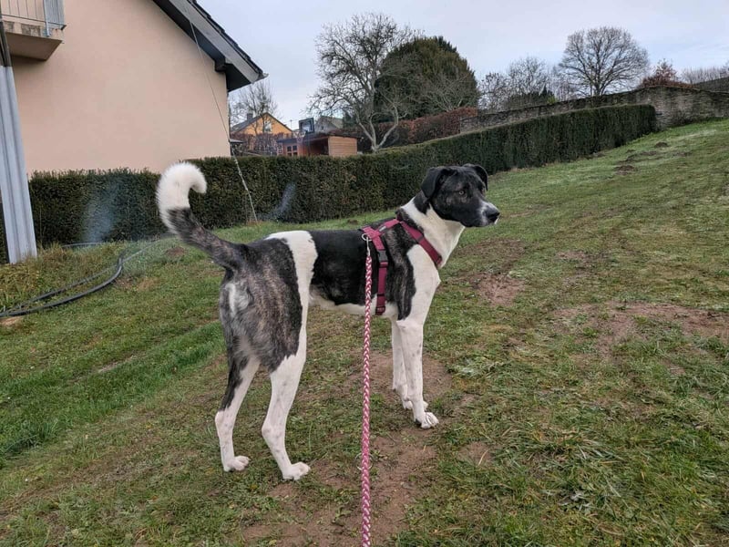 Große Begleiterin Kiwi