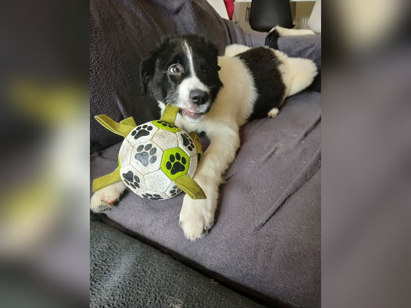Süße Lana(5 Mon, 43 cm, 12 kg) sucht liebevolles Zuhause mit Kuschelflat