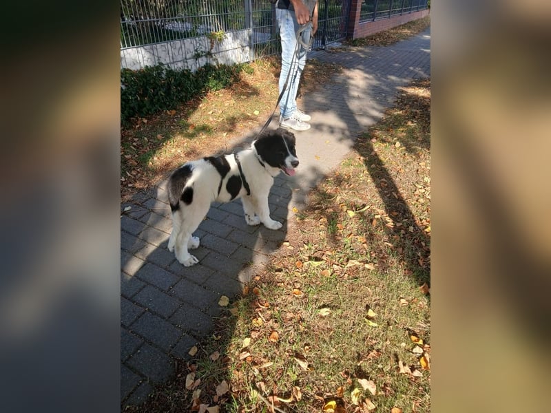 Süße Lana(5 Mon, 43 cm, 12 kg) sucht liebevolles Zuhause mit Kuschelflat