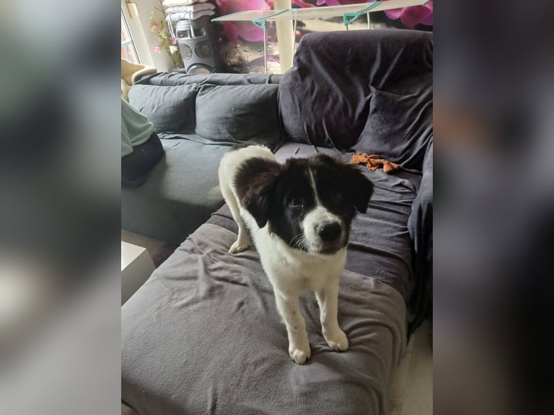 Süße Lana(5 Mon, 43 cm, 12 kg) sucht liebevolles Zuhause mit Kuschelflat