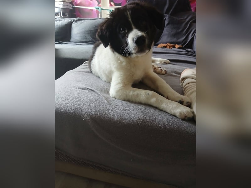 Süße Lana(5 Mon, 43 cm, 12 kg) sucht liebevolles Zuhause mit Kuschelflat