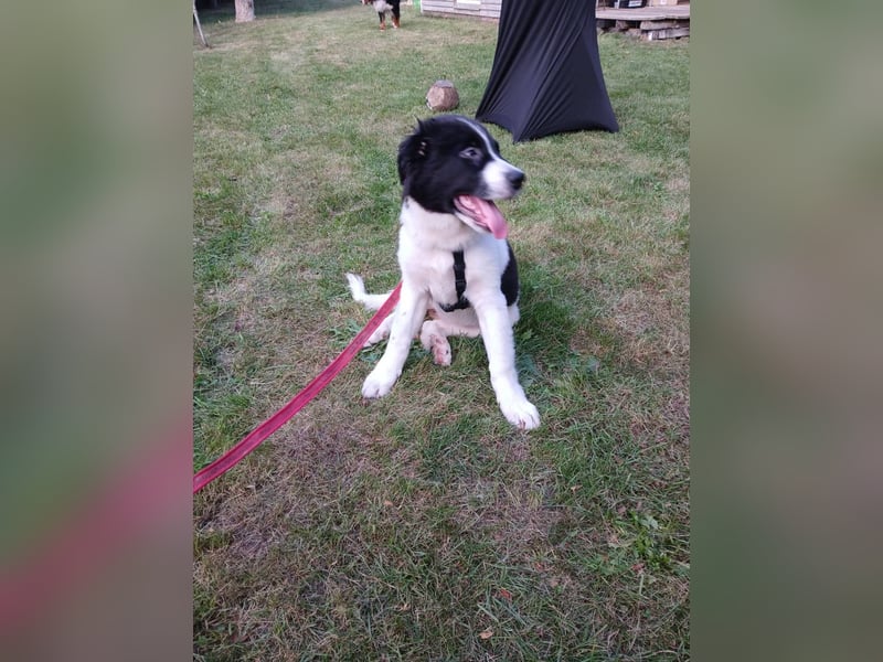 Süße Lana(5 Mon, 43 cm, 12 kg) sucht liebevolles Zuhause mit Kuschelflat