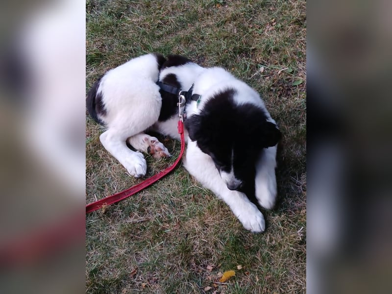 Süße Lana(5 Mon, 43 cm, 12 kg) sucht liebevolles Zuhause mit Kuschelflat