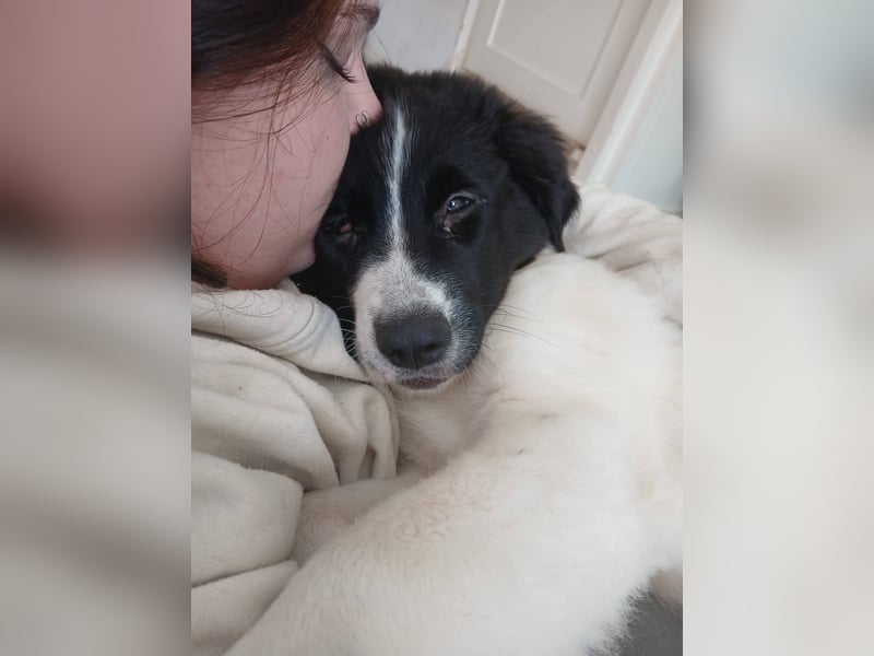 Süße Lana(5 Mon, 43 cm, 12 kg) sucht liebevolles Zuhause mit Kuschelflat