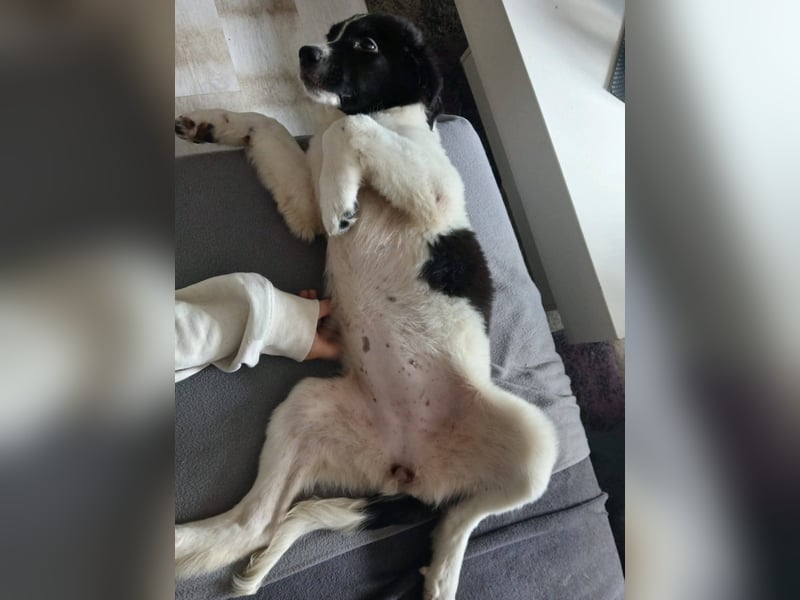 Süße Lana(5 Mon, 43 cm, 12 kg) sucht liebevolles Zuhause mit Kuschelflat