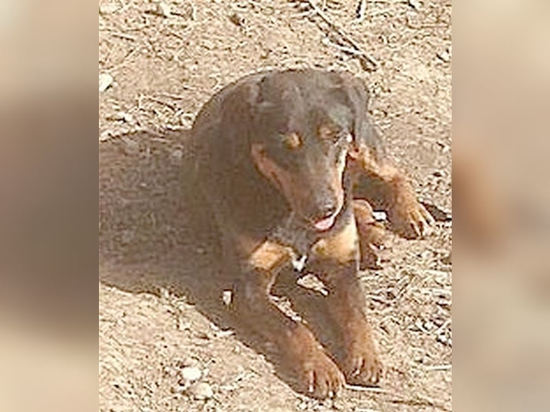 BRAZA, sucht erfahrene Menschen mit viel Liebe und Geduld