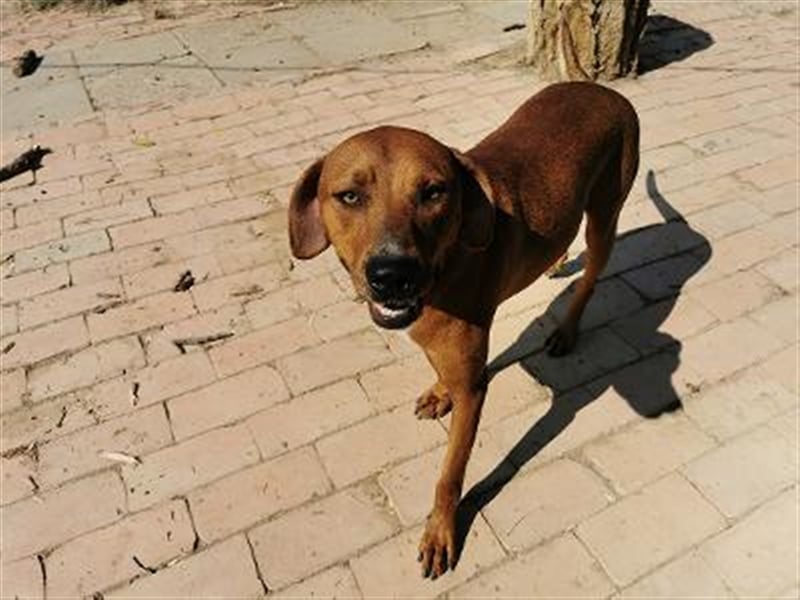 BOLE, bildhübscher Bub. Sucht hundeerfahrenes Zuhause