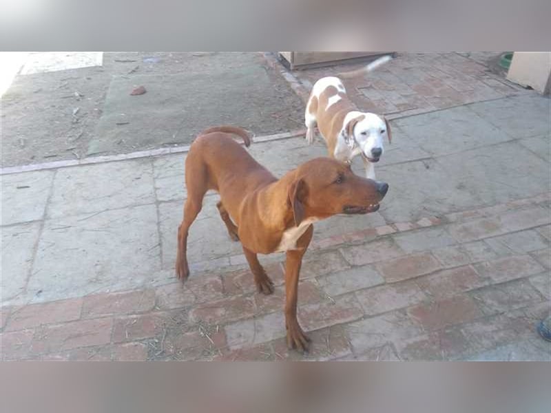 BOLE, bildhübscher Bub. Sucht hundeerfahrenes Zuhause