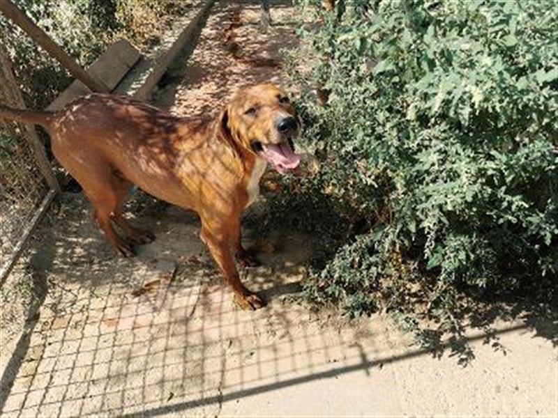 BOLE, bildhübscher Bub. Sucht hundeerfahrenes Zuhause