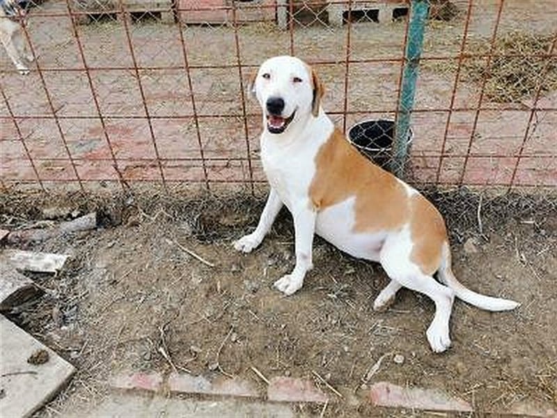 IVA, sucht aktive Menschen