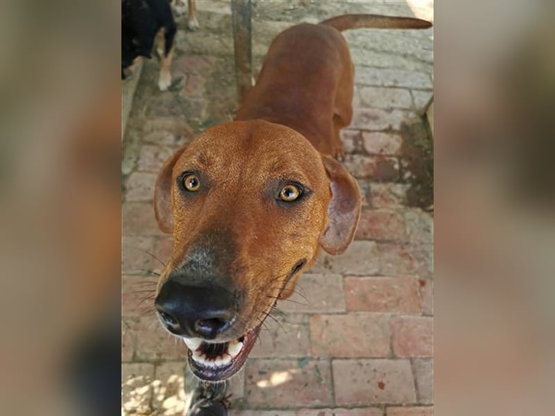 BOLE, bildhübscher Bub. Sucht hundeerfahrenes Zuhause