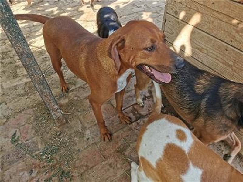 BOLE, bildhübscher Bub. Sucht hundeerfahrenes Zuhause