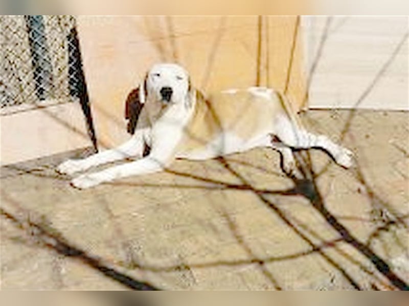 IVA, sucht aktive Menschen