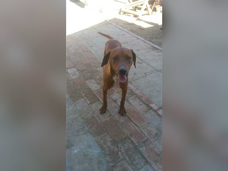 BOLE, bildhübscher Bub. Sucht hundeerfahrenes Zuhause