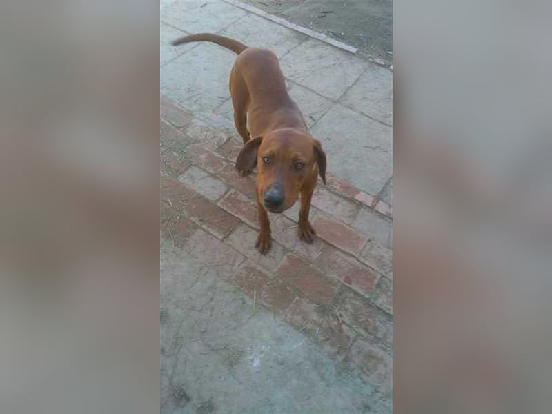 BOLE, bildhübscher Bub. Sucht hundeerfahrenes Zuhause