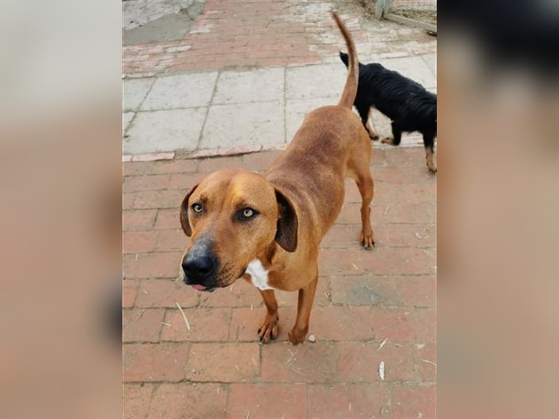 BOLE, bildhübscher Bub. Sucht hundeerfahrenes Zuhause