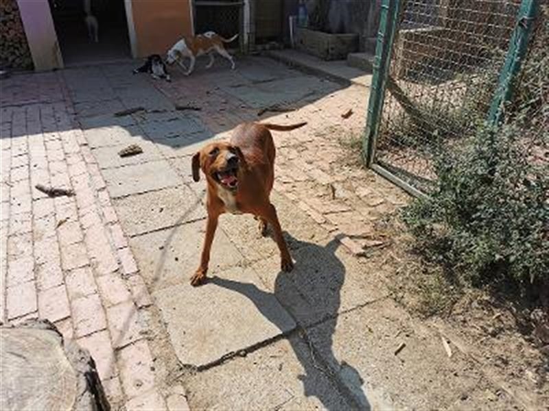 BOLE, bildhübscher Bub. Sucht hundeerfahrenes Zuhause