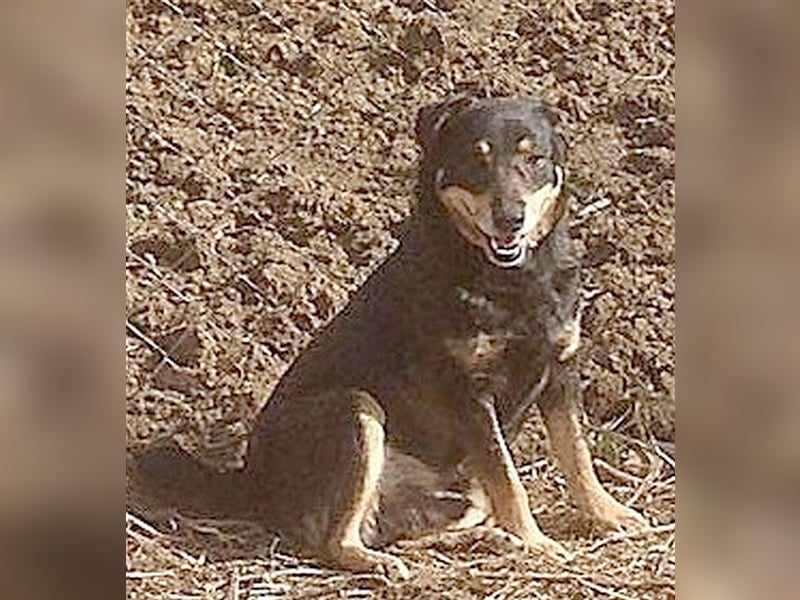 BRAZA, sucht erfahrene Menschen mit viel Liebe und Geduld