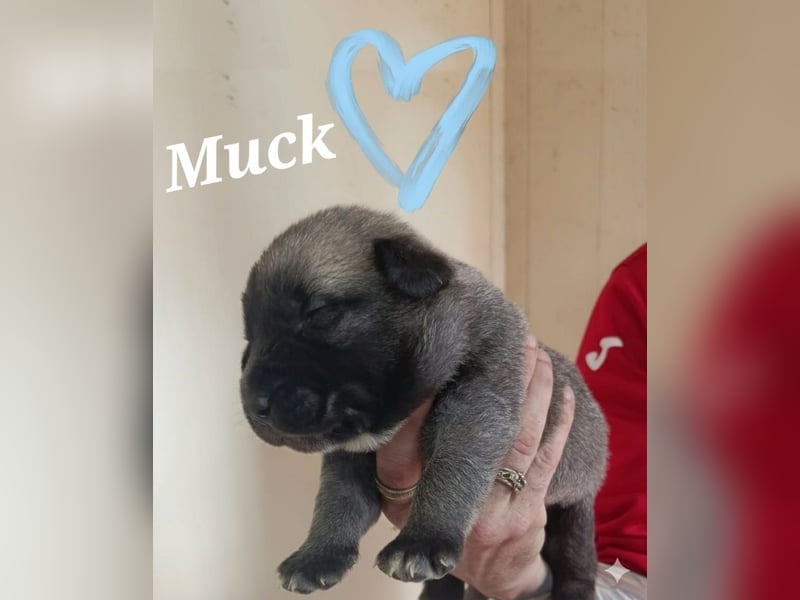 Welpenbube Muck möchte die Welt entdecken