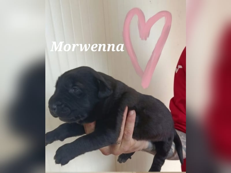 Welpenmädchen Morwenna