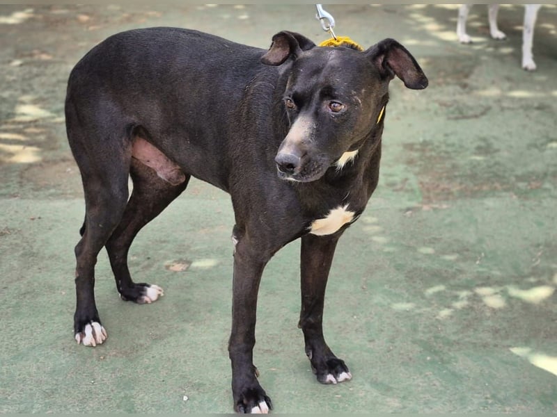 Manzanillo - schwarzer Panther mit Lämmchen-Charakter