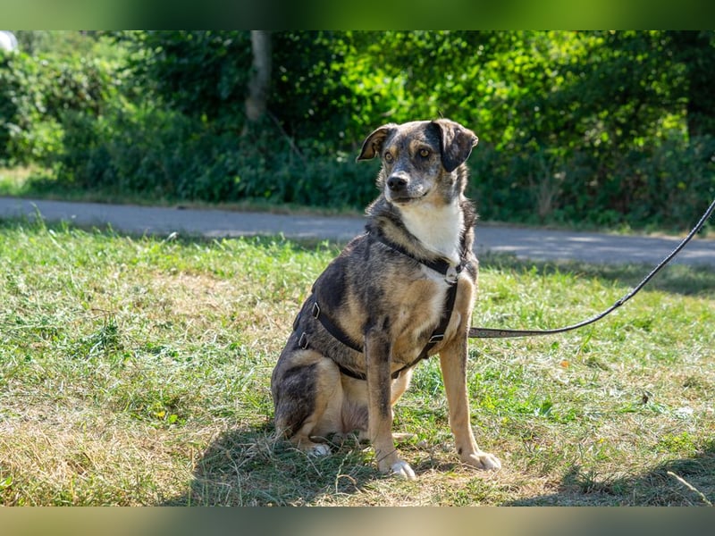 Mukki - bescheidener Schatz sucht behütetes Zuhause