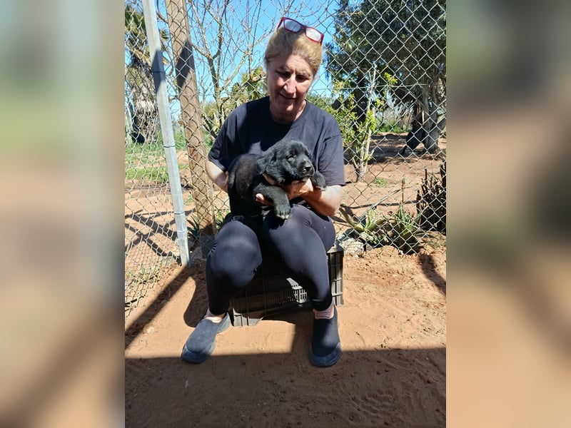 neugieriges Welpenmädchen Misty sucht ihre Familie