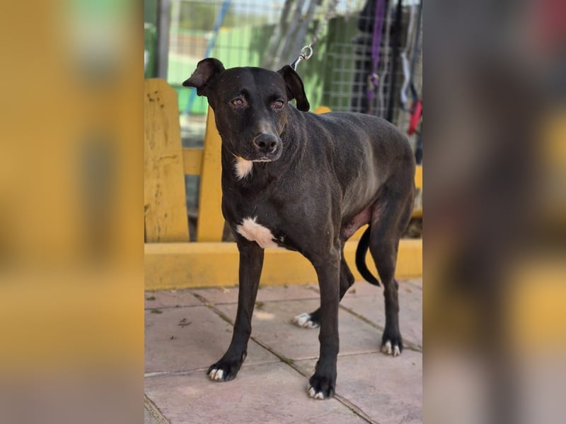 Manzanillo - schwarzer Panther mit Lämmchen-Charakter