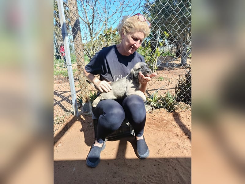 Welpenbube Muck möchte die Welt entdecken