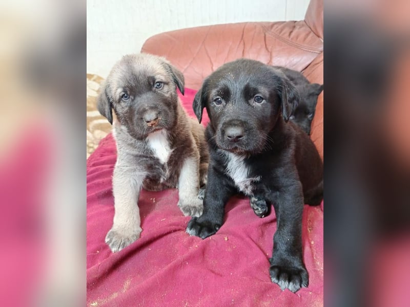 Welpenbube Muck möchte die Welt entdecken