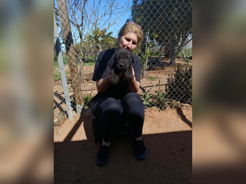 Lebenlustiges Welpenmädchen Magnolia