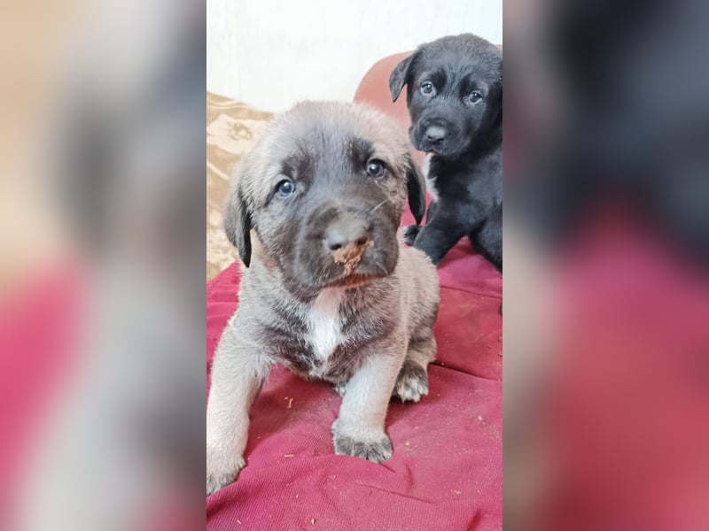 Welpenbube Muck möchte die Welt entdecken