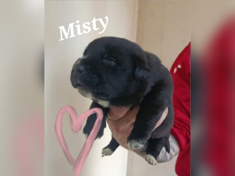 neugieriges Welpenmädchen Misty sucht ihre Familie