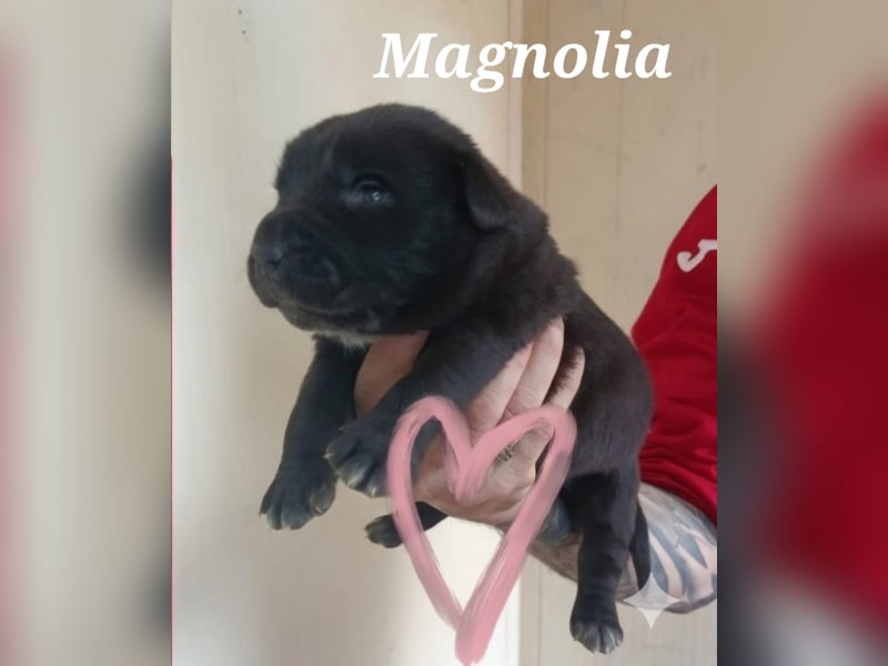 Lebenlustiges Welpenmädchen Magnolia