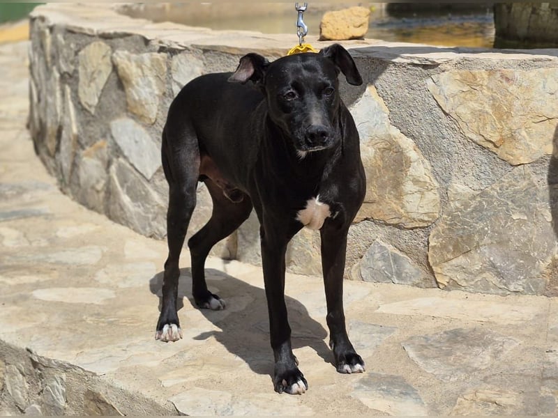 Manzanillo - schwarzer Panther mit Lämmchen-Charakter