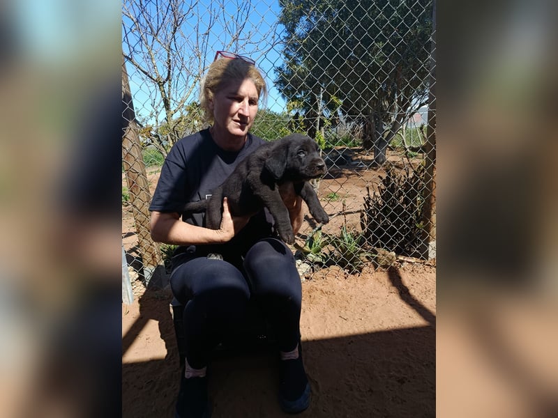 Lebenlustiges Welpenmädchen Magnolia